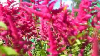 Футаж Цветы 1080 HD скачать бесплатно