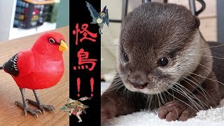 カワウソ  コタロー　歌う鳥が怖くて大泣きしてしまう　Kotaro the Otter Scared of the Singing Bird and Crying in Dad's Arms