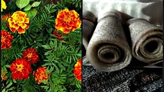 Бархатцы садим в туалетную бумагу!