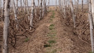 День третий. Раскопка и подкормка виноградника.