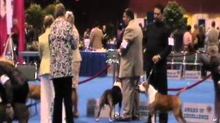 RAZA COPA EUKANUBA.MOD