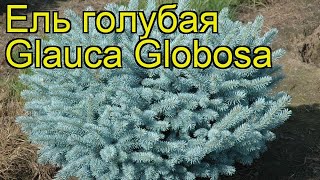 Ель голубая Глаука Глобоза. Краткий обзор, описание характеристик picea pungens Glauca Globosa
