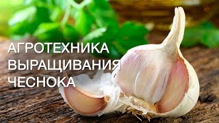 Механизированное выращивание чеснока.