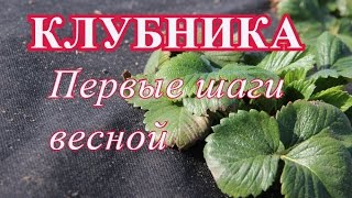 Клубника. Первые шаги весной.