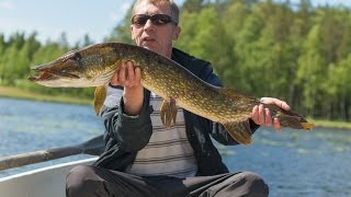 Ловля щуки в кувшинках. Щука на 4.7 кг |  Pike fishing in water lilies. Pike 4.7 кг