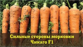 Сильные стороны моркови Чикаго F1