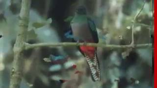 BURUNG QUETZAL DARI AMERIKA/Pharomachrus mocinno