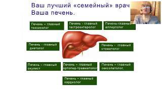 Почему Ваше здоровье зависит от здоровья Вашей печени?