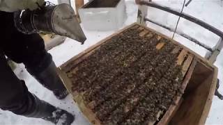 ПЧЕЛЫ ПЛОХО ЗИМУЮТ, ПРИЧИНА И ЧТО ДЕЛАТЬ.(часть 1)