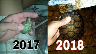 Crescimento das minhas tartarugas tigre d'água