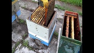 Наглядный СПОСОБ БЫСТРОГО РАСШИРЕНИЯ ПАСЕКИ Отводки пчел Подсадка маток