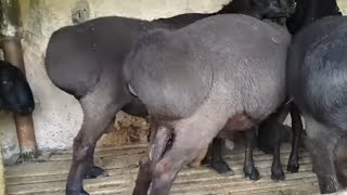 КУЙ БОКИШ БИЗНЕСИ ВА СИРЛАРИ