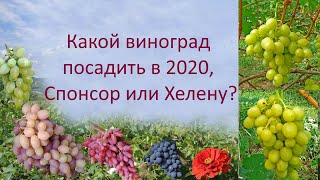Какой виноград посадить в 2020, Спонсор или Хелену