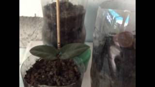 Mangosteen Seedlings