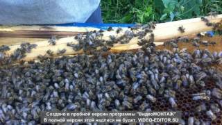 Объединение двух семей перед главным взятком.