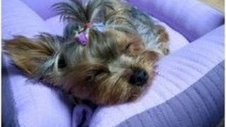 Домик для собак своими руками