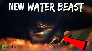 Ants vs. New Water Beast "Kraken"