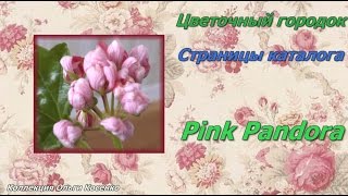 Pink Pandora - тюльпановидная пеларгония. Цветочный городок.
