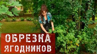 81  Обрезка ягодных кустарников.