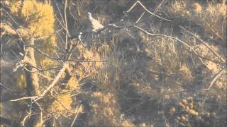 Stoeger x20 Suppressor 4 disparos 3 muertes 90 metros