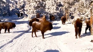 Ils dédient leur vie aux derniers bisons d’Europe