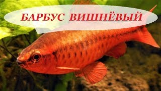 Барбус вишнёвый в аквариуме. Содержание, разведение, совместимость, чем кормить.
