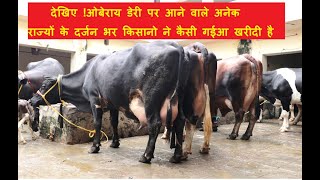 देखिए !ओबेराय डेरी पर आने वाले अनेक राज्यों के दर्जन भर किसानो ने कैसी गईआ खरीदी है |