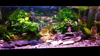 #Aquarium. Мох феникс и анубиас.
