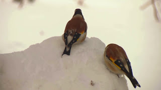 Красивые птицы России. Фильм о зимующих птицах\Beautiful Birds Russia. Wintering birds.