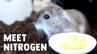 Meet Our New Hamster, Nitrogen!