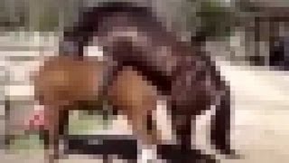 Horse SEX   養馬   تربية الخيول   εκτροφή αλόγων   Como aparear criar caballos   Todo sobre caballos!