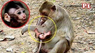 P1| Heartbreaking see  Poor baby Malo cry-snivel call Mom help,Malo got hard kidnap by Cruella