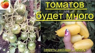 Томатов будет очень много Советы Секреты выращивания рассады tomatoes Вопросы Сделай так Урожай-2 ч.