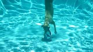 Blondie the Diving Vizsla