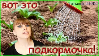 После такой ПОДКОРМКИ КАПУСТА начнёт РАСТИ как БЕШЕНАЯ!!!