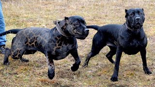 Top 10 Pitbull Türleri ve Renkleri