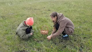 СТОЛЬКО ГРИБОВ Я ЕЩЕ НЕ ВИДЕЛА! ЖАЛКО ПТЕНЦОВ. собираем грибы опята. влог  в деревне