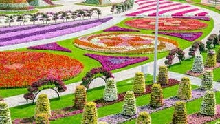 Парк цветов в Дубае (Dubai Miracle Garden)