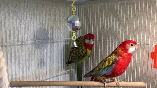 Parrots Rosella sing bird's songs.