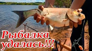 ЛОВЛЯ ТОЛСТОЛОБИКА НА ТЕХНОПЛАНКТОН. МОЩНЫЕ ПОКЛЕВКИ КАРАСЯ НА КУКУРУЗУ. РЫБАЛКА УДАЛАСЬ !!!!