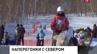 На Камчатке дан старт гонкам на собачьих упряжках «Берингия-2017»