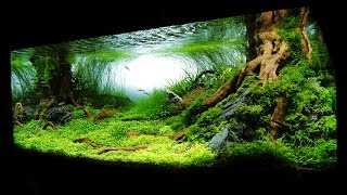 Необычайно красивый аквариум на 375 литров