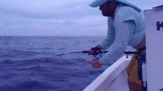 Pesca Esportiva - Olho de Boi fisgado com isca viva