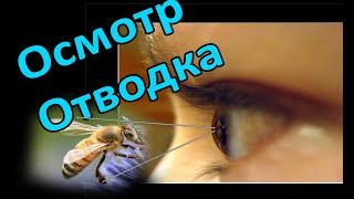 Пчеловодство: Осмотр пятирамочного отводка. #пчелы, #отводок,#видеоурок,#ПчеловодствоДляНачинающих