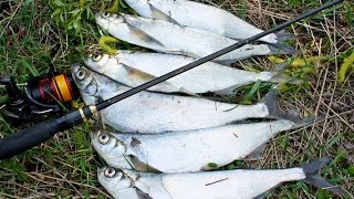 Ловля Крупной Чехони на Микроколебалки!!! Рыбалка на Десне. Ультралайт.