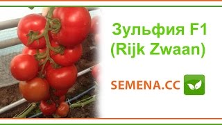 Томат Зульфия F1 (Rijk Zwaan) Культура в поле