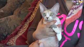 Cats&DogsTV - УДИВИТЕЛЬНЫЙ МИР КОШЕК - ДЕВОН РЕКС / DEVON REX CATS