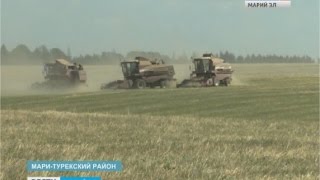 Аграрии Мари-Турекского района могут остаться без урожая зерновых - Вести Марий Эл