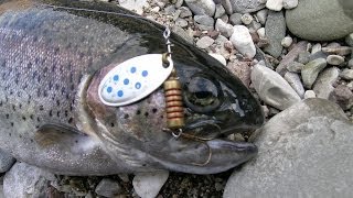 Rainbow trout spinning in shallow river (Greece)