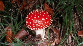 Мухоморы красные настоящие в лесу и подберезовики. Грибы.